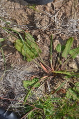 Rumex flexuosus