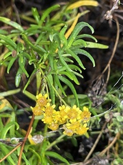 Eriophyllum staechadifolium