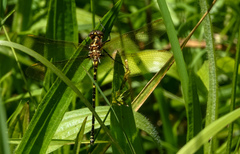 Synthemis eustalacta