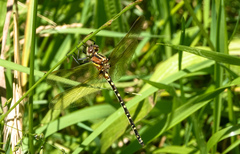 Synthemis eustalacta