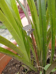 Luthrodes pandava