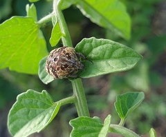 Protaetia fusca