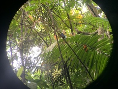 Todiramphus nigrocyaneus