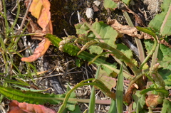 Rumex flexuosus