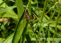 Synthemis eustalacta