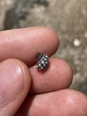 Nodilittorina pyramidalis