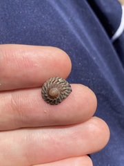 Bembicium nanum