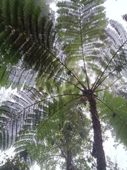 Sphaeropteris lepifera