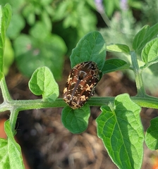 Protaetia fusca