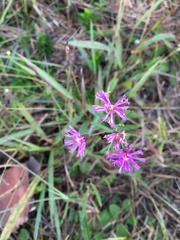 Vernonia blodgettii