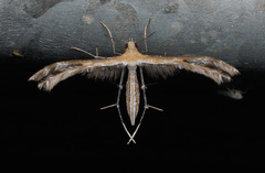 Stangeia xerodes