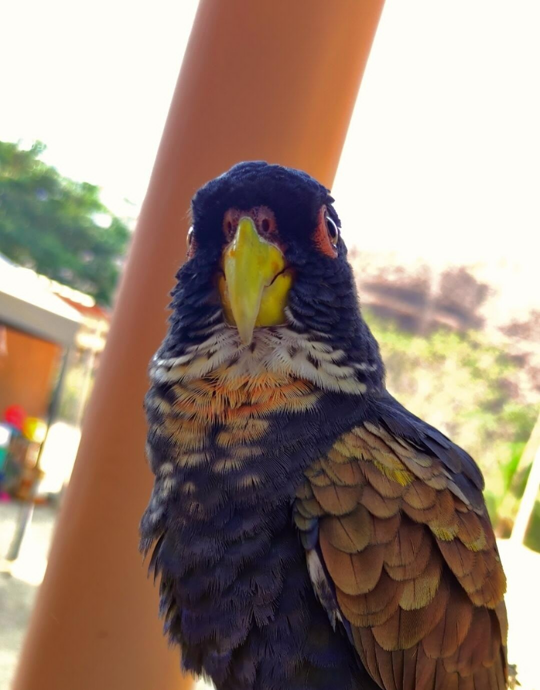 Pionus chalcopterus image