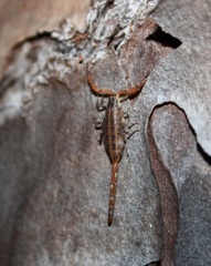 Centruroides