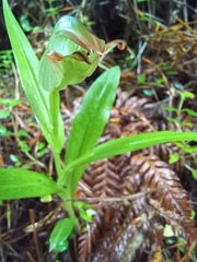Pterostylis silvicultrix
