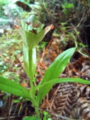 Pterostylis silvicultrix