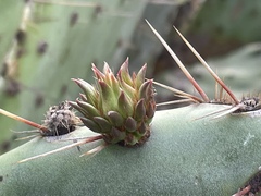 Opuntia × occidentalis