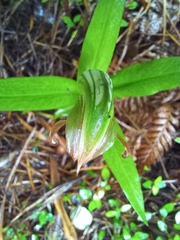 Pterostylis silvicultrix