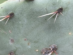 Opuntia × occidentalis