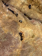 Afrolittorina acutispira