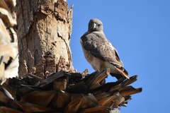 Buteo jamaicensis