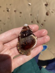 Ranella australasia