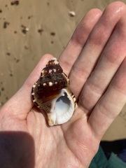 Ranella australasia