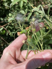 Crassocephalum crepidioides