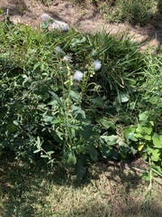 Crassocephalum crepidioides
