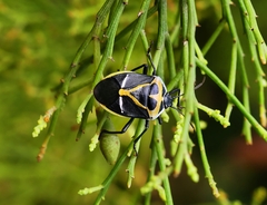 Commius elegans