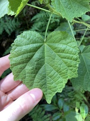 Hibiscus diversifolius