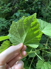Hibiscus diversifolius