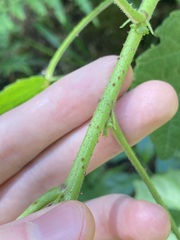 Hibiscus diversifolius