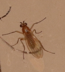 Lonchoptera bifurcata