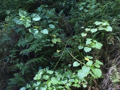 Hibiscus diversifolius