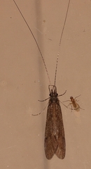 Triplectidinae
