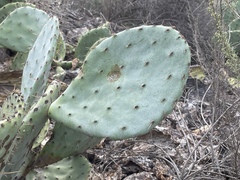 Opuntia × occidentalis