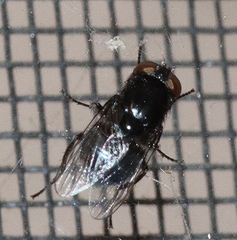 Australophyra rostrata