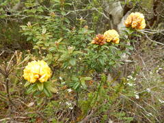 Oxylobium ellipticum