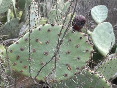 Opuntia × occidentalis