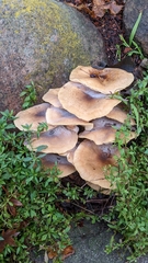 Armillaria mellea