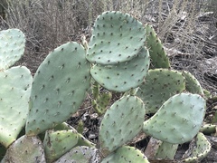 Opuntia × occidentalis