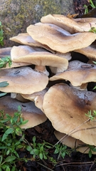 Armillaria mellea