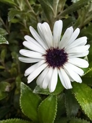 Macrolearia chathamica