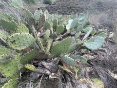 Opuntia × occidentalis