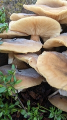 Armillaria mellea