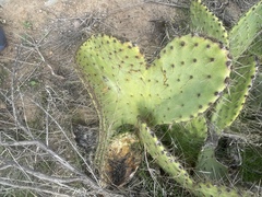 Opuntia × occidentalis