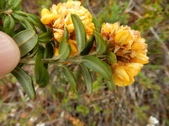 Oxylobium ellipticum