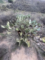 Opuntia × occidentalis