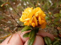 Oxylobium ellipticum