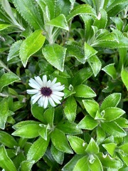 Macrolearia chathamica